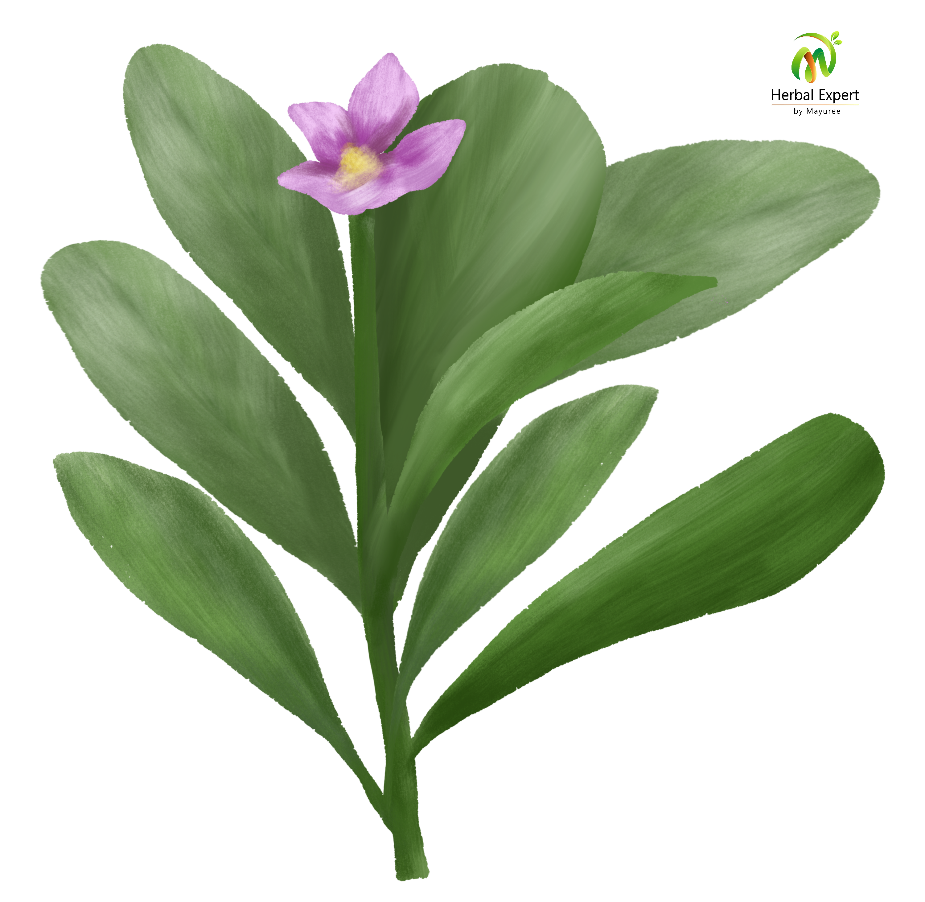 โสมไทย
